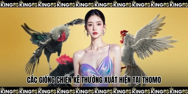 Các giống chiến kê thường xuất hiện tại Thomo